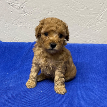 Poodle Puppy Lala