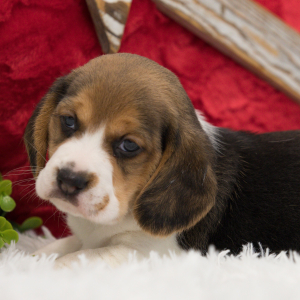 Beagle Puppy Pixie