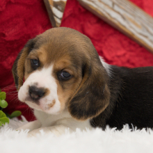 Beagle Puppy Pixie