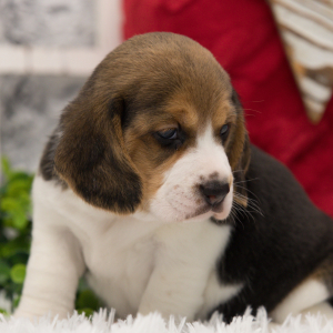 Beagle Puppy Pixie