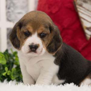 Beagle Puppy Pixie