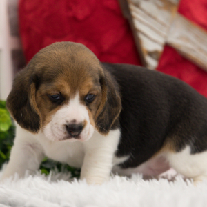 Beagle Puppy Pixie