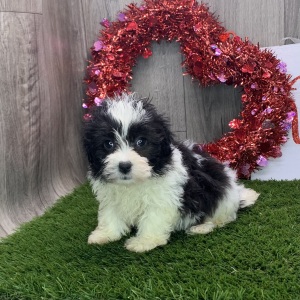 Havapoo Puppy Jyl