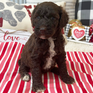 Goldendoodle Puppy Britt