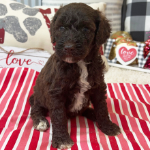 Goldendoodle Puppy Britt