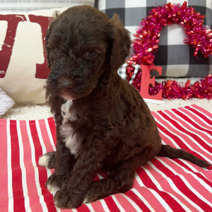 Goldendoodle Puppy Britt