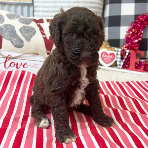Goldendoodle Puppy Britt