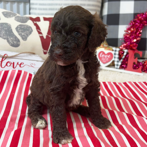 Goldendoodle Puppy Britt