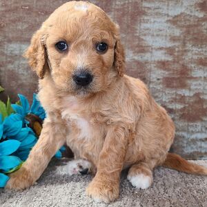 Goldendoodle Puppy Cupcake
