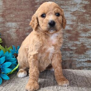 Goldendoodle Puppy Cupcake