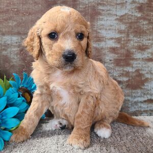 Goldendoodle Puppy Cupcake