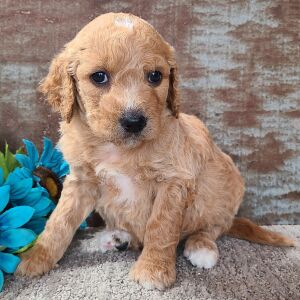 Goldendoodle Puppy Cupcake