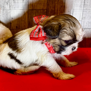 Shih Tzu Puppy Vanellope