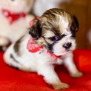 Shih Tzu Puppy Vanellope