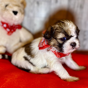 Shih Tzu Puppy Vanellope