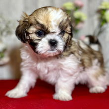 Shih Tzu Puppy Vanellope