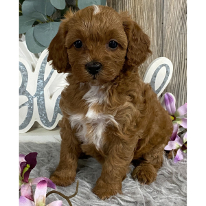 Cavapoo Puppy Jolanda