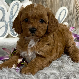 Cavapoo Puppy Jolanda