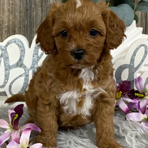 Cavapoo Puppy Jolanda
