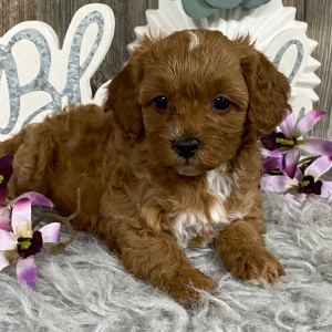Cavapoo Puppy Jolanda