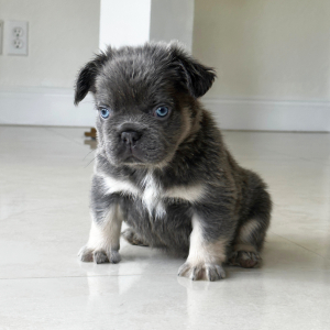 French Bulldog Puppy Fluffy Gordito