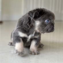 French Bulldog Puppy Fluffy Gordito