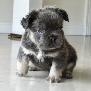 French Bulldog Puppy Fluffy Gordito