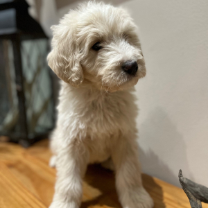Pyredoodle Puppy Finley