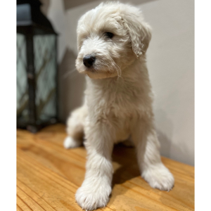 Pyredoodle Puppy Finley