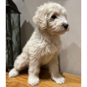 Pyredoodle Puppy Finley