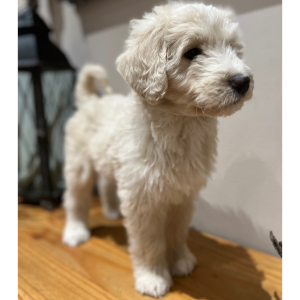 Pyredoodle Puppy Finley