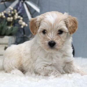 Aussiedoodle Puppy Teddy
