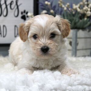 Aussiedoodle Puppy Teddy