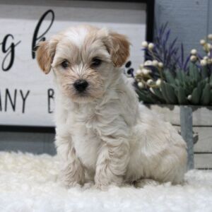 Aussiedoodle Puppy Teddy