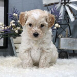 Aussiedoodle Puppy Teddy