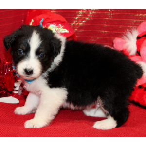 Australian Shepherd Puppy Qase