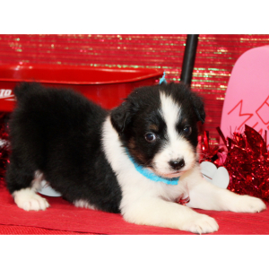 Australian Shepherd Puppy Qase