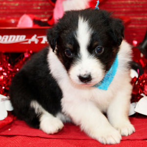 Australian Shepherd Puppy Qase