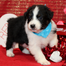 Australian Shepherd Puppy Qase