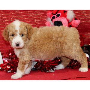 Aussiedoodle Puppy Dandy