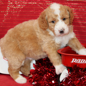 Aussiedoodle Puppy Dandy