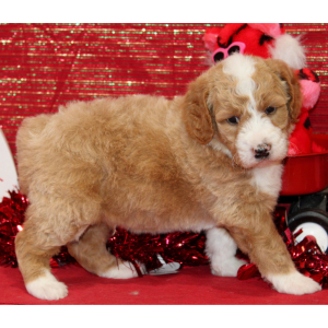 Aussiedoodle Puppy Dandy