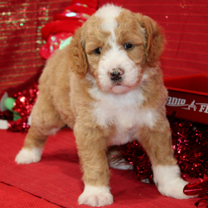 Aussiedoodle Puppy Dandy