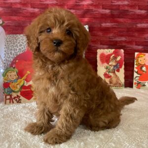 Cavapoo Puppy Douglass