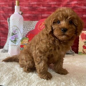 Cavapoo Puppy Douglass