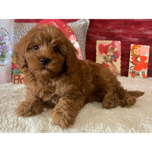 Cavapoo Puppy Douglass