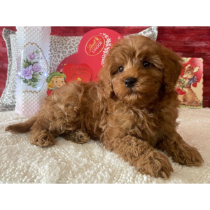 Cavapoo Puppy Douglass
