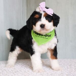 Bernedoodle Puppy Lilly
