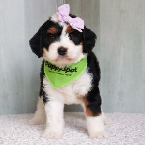 Bernedoodle Puppy Lilly