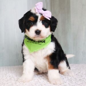 Bernedoodle Puppy Lilly